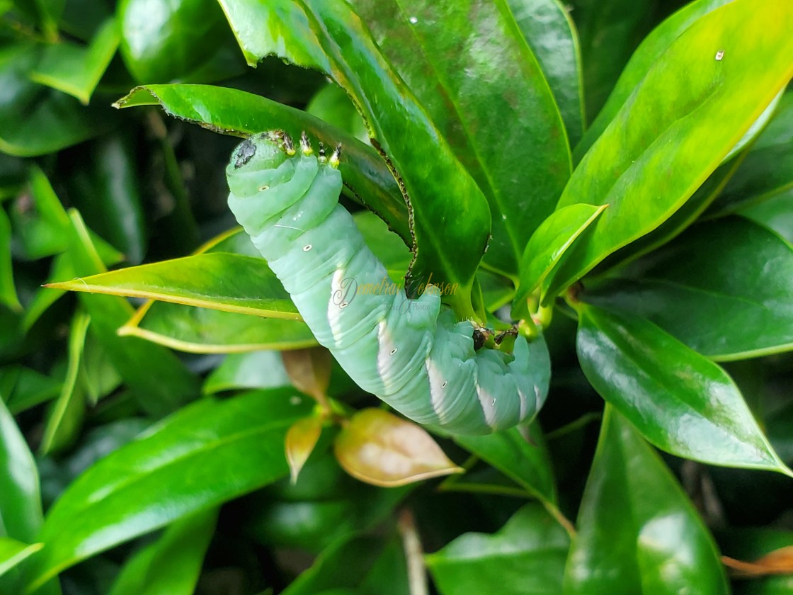 "Green Caterpillar On A Leaf" stock image