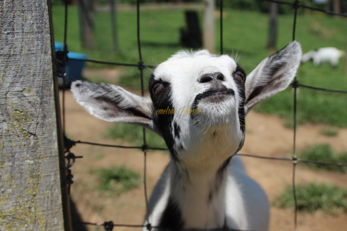 "A Goat's Smile" stock image