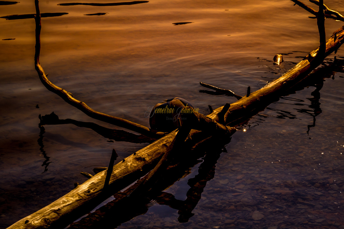 "Companion of a Fallen Tree" stock image