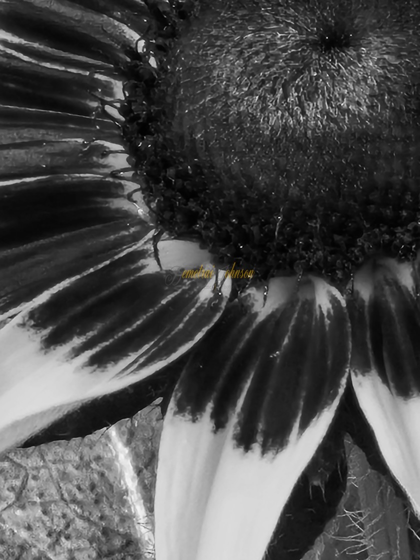 "Flower Up Close 2" stock image