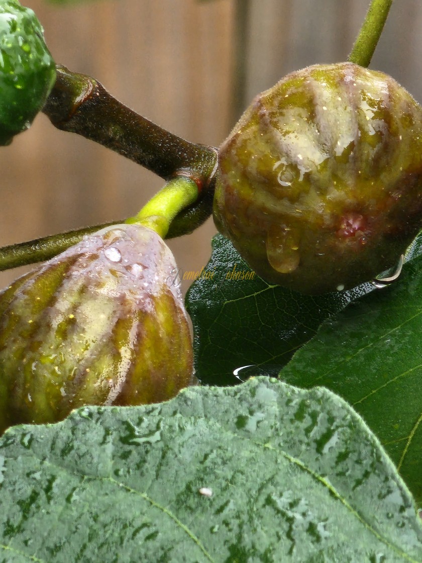 "Fig Tree" stock image