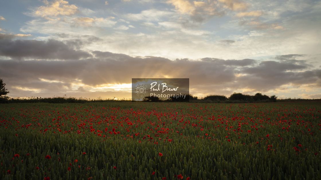 "Field of Poppies near Dorchester" stock image