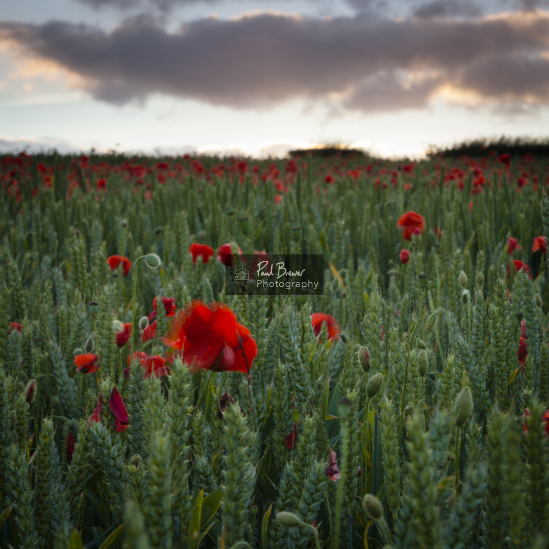 "Field of Poppies near Dorchester" stock image