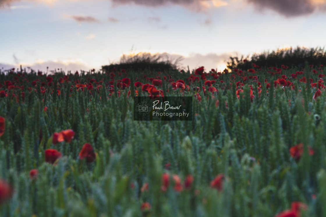 "Field of Poppies near Dorchester" stock image