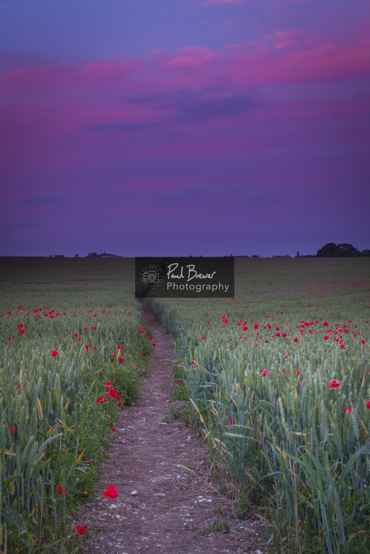 "Field of Poppies near Dorchester" stock image