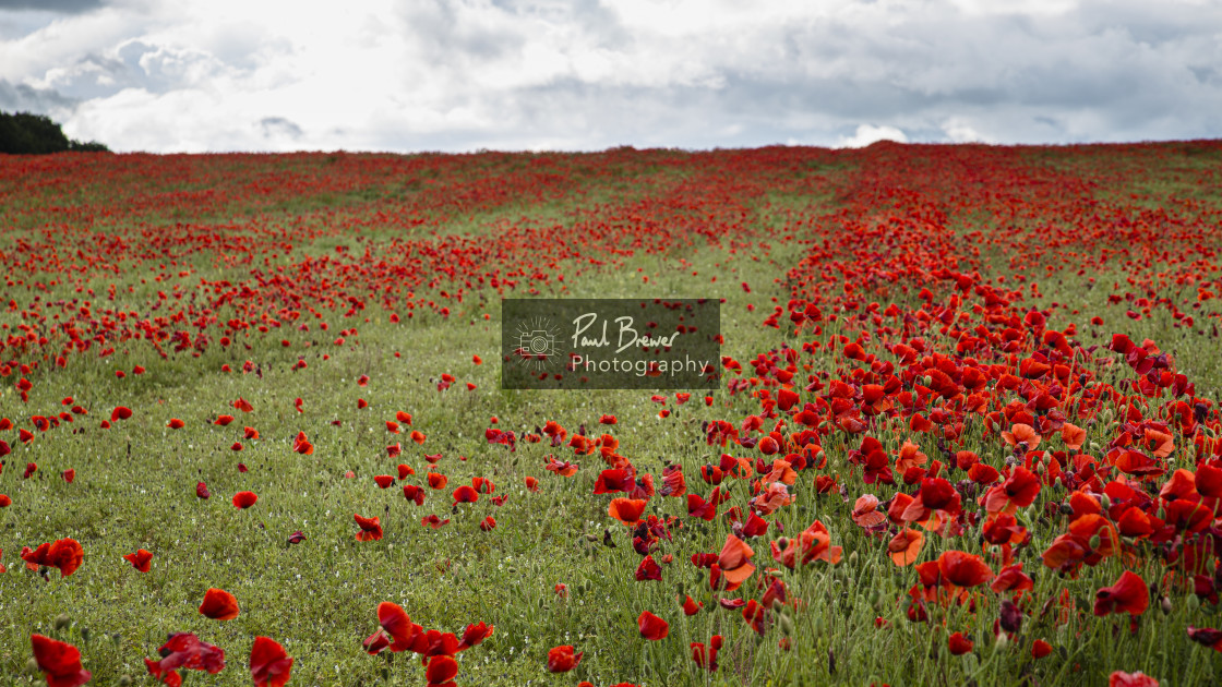 "Poppies in an East Dorset Field in June" stock image