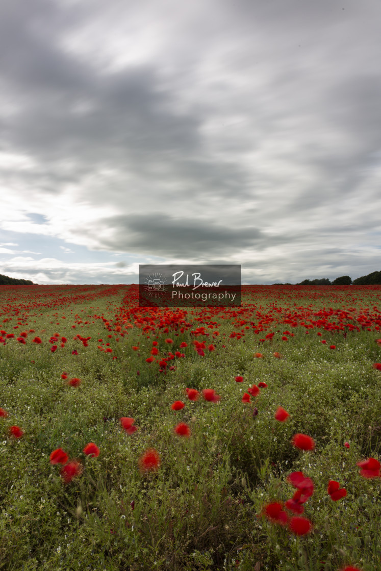 "Poppies in an East Dorset Field in June" stock image