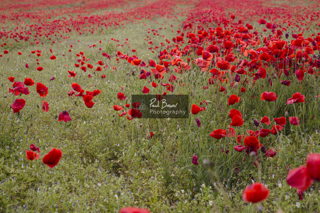 "Poppies in an East Dorset Field in June" stock image