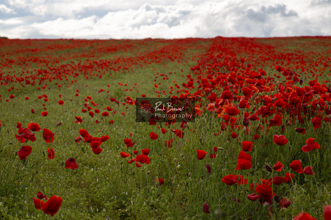 "Poppies in an East Dorset Field in June" stock image