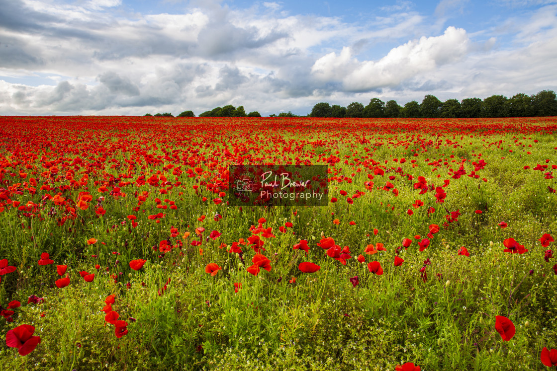 "Poppies in an East Dorset Field in June" stock image