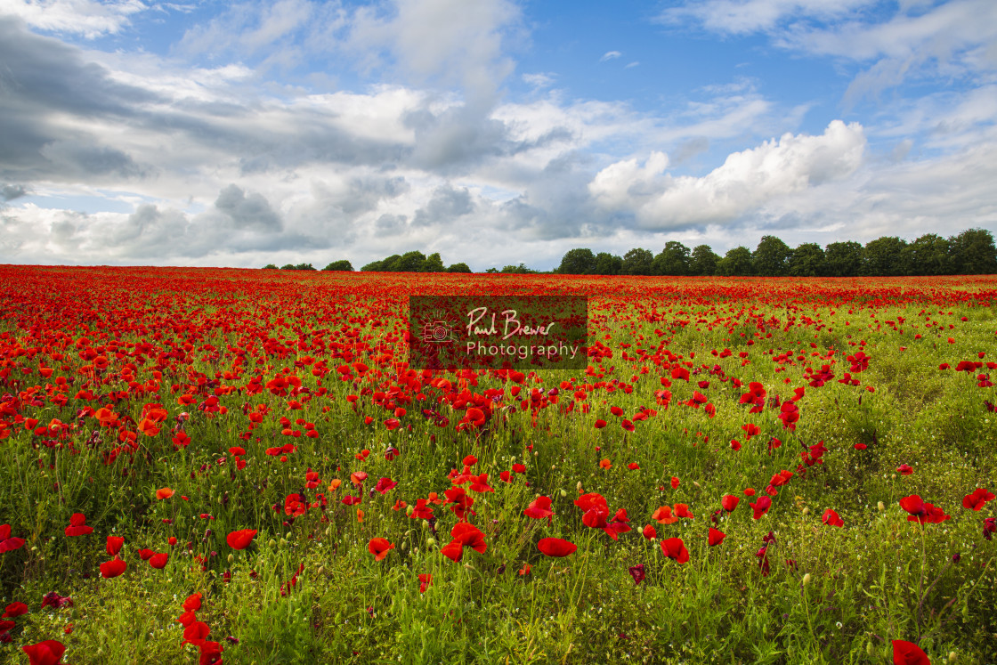 "Poppies in an East Dorset Field in June" stock image