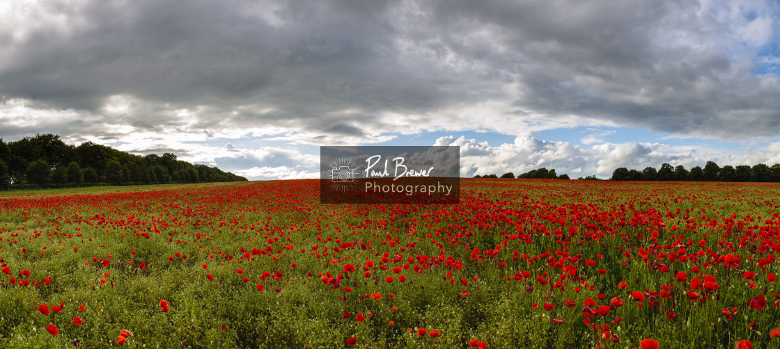 "Poppies in an East Dorset Field in June" stock image