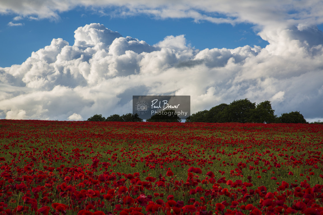 "Poppies in an East Dorset Field in June" stock image