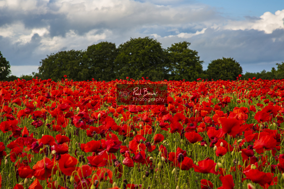 "Poppies in an East Dorset Field in June" stock image