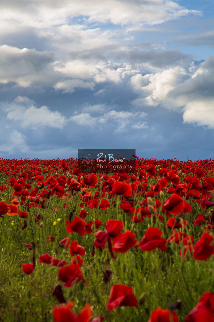 "Poppies in an East Dorset Field in June" stock image