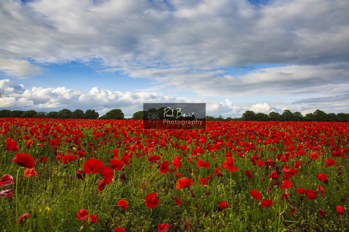 "Poppies in an East Dorset Field in June" stock image