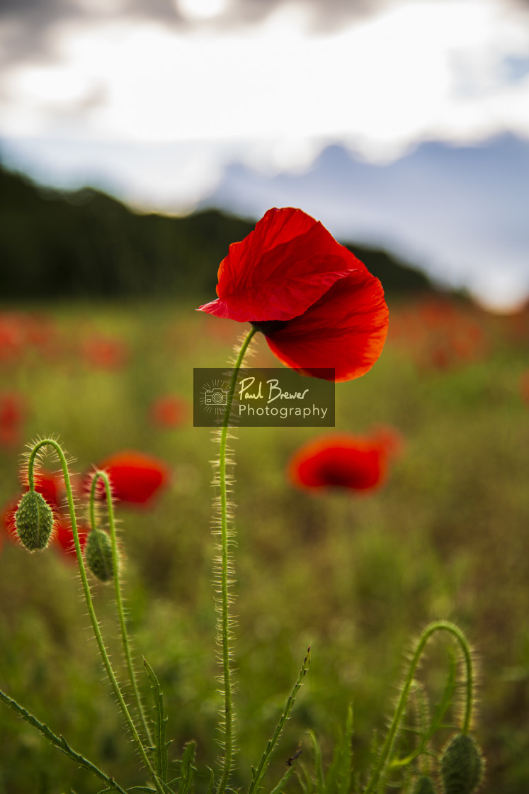 "Poppies in an East Dorset Field in June" stock image