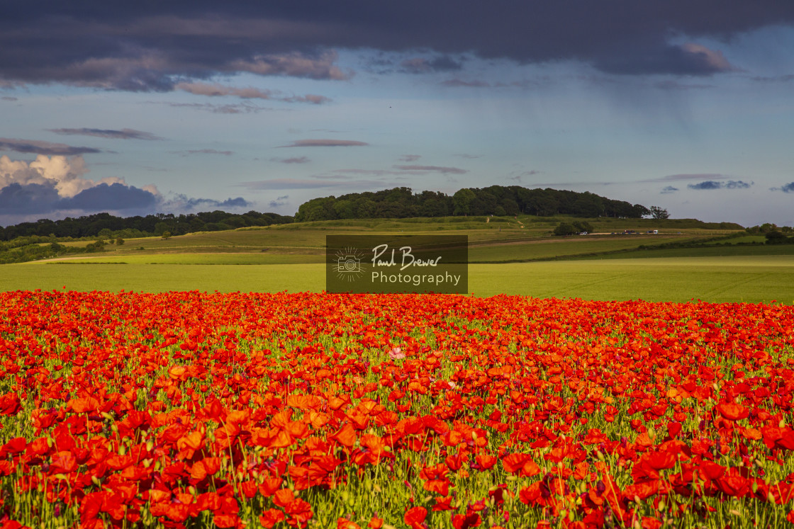 "Poppies in an East Dorset Field in June" stock image