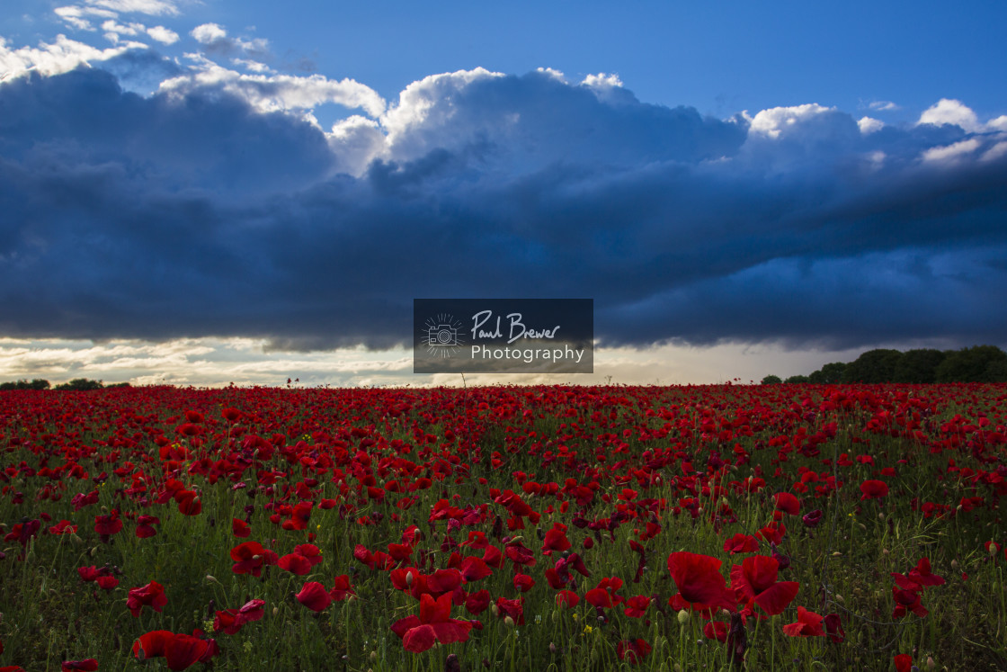 "Poppies in an East Dorset Field in June" stock image