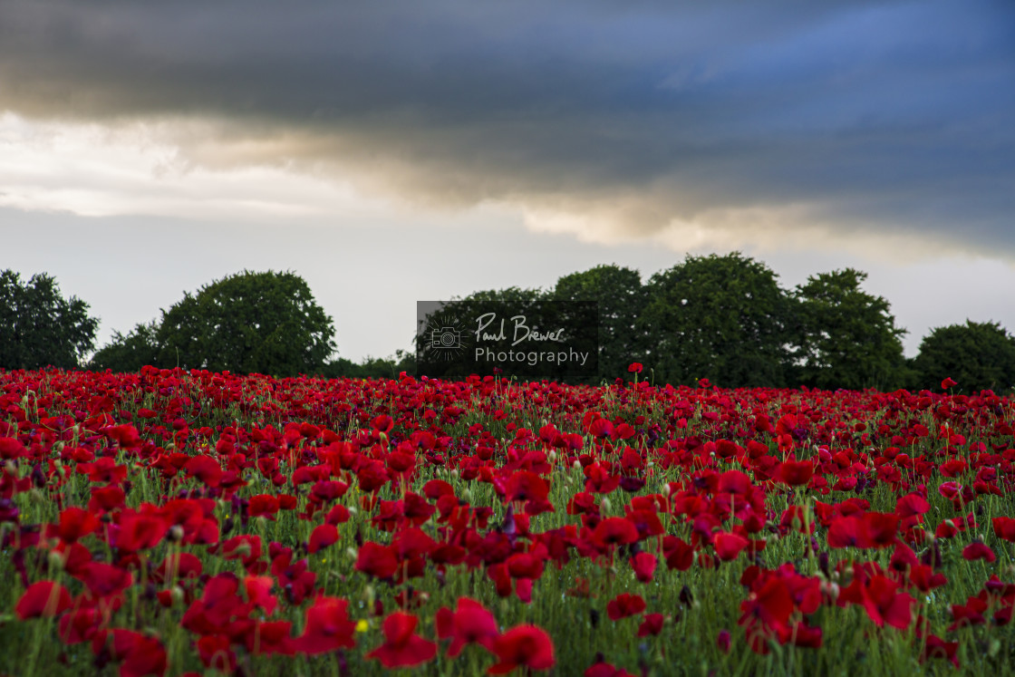 "Poppies in an East Dorset Field in June" stock image