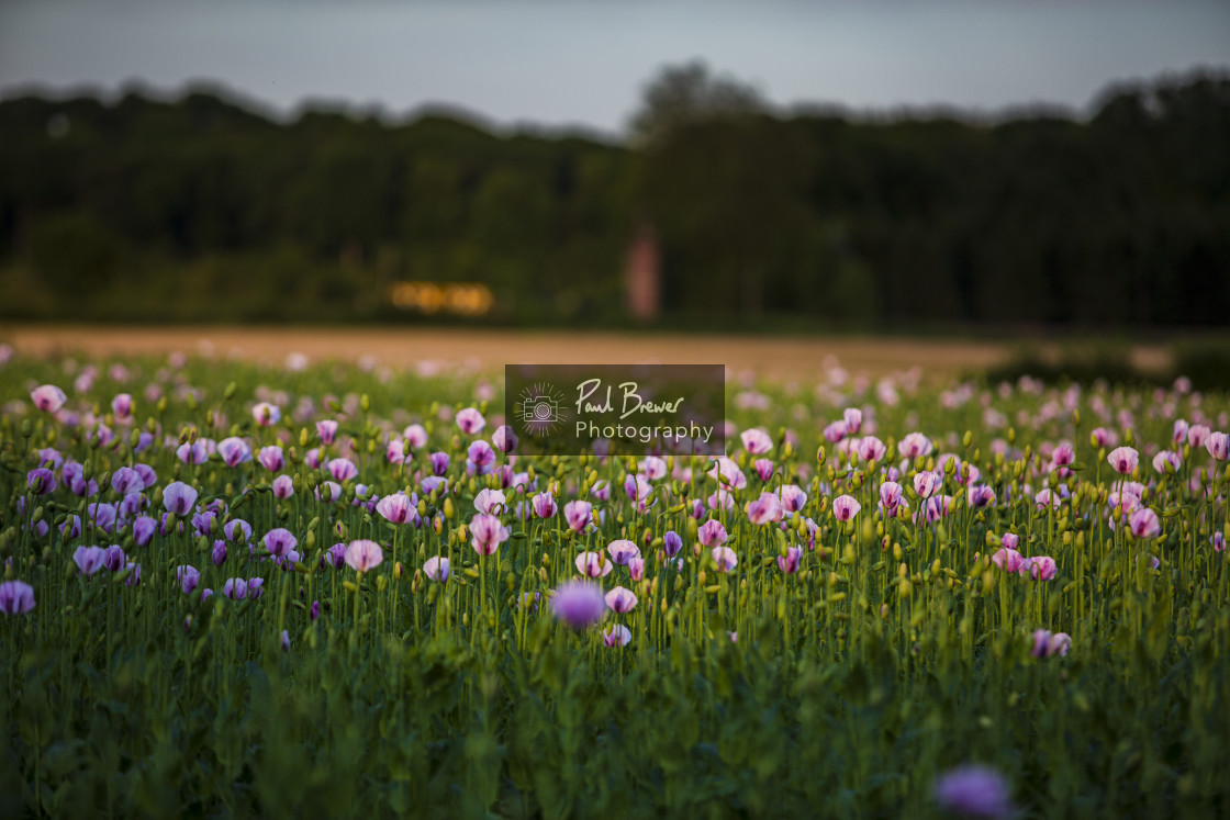 "Poppies in an East Dorset Field in June" stock image