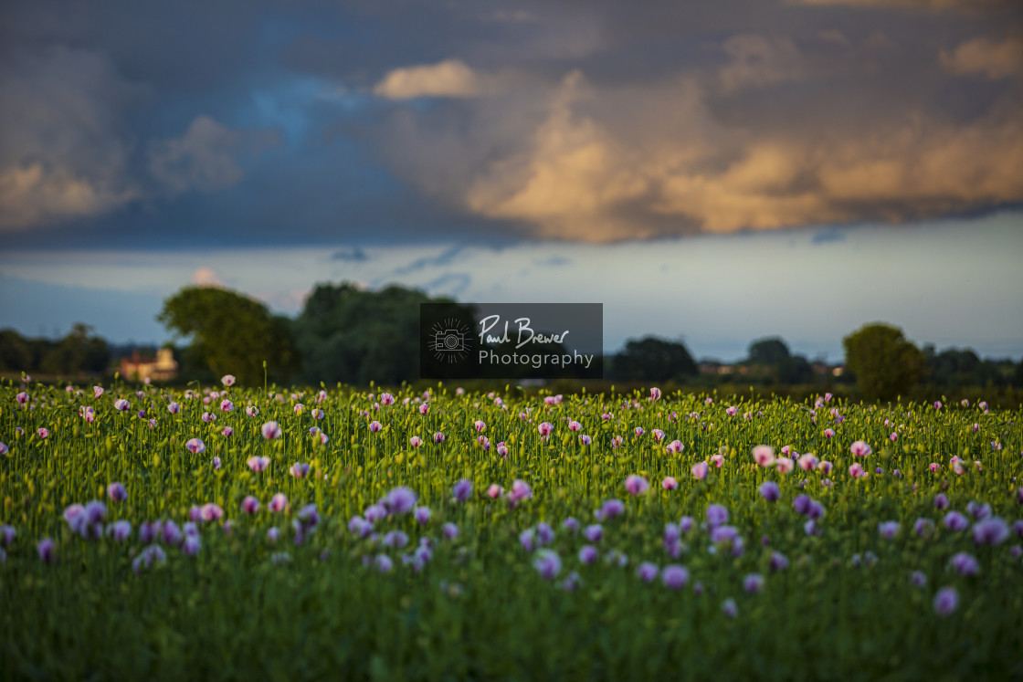 "Poppies in an East Dorset Field in June" stock image