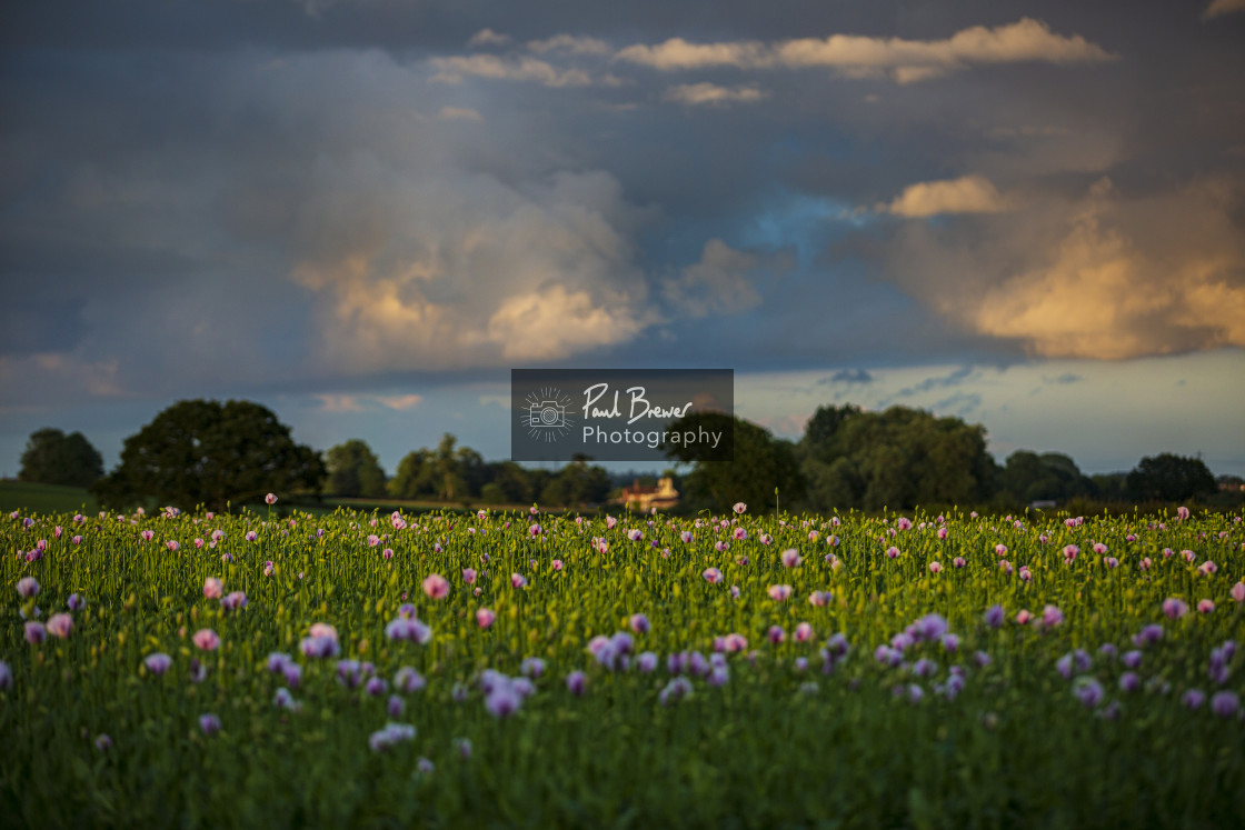 "Poppies in an East Dorset Field in June" stock image