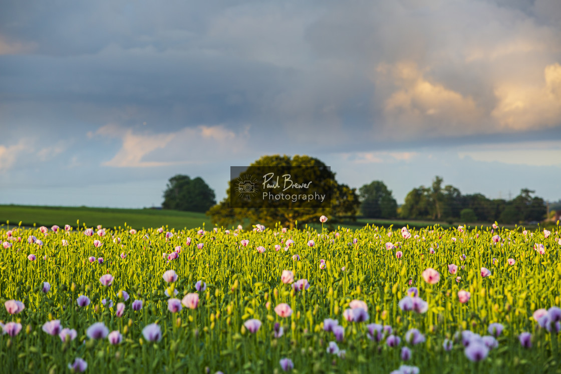 "Poppies in an East Dorset Field in June" stock image