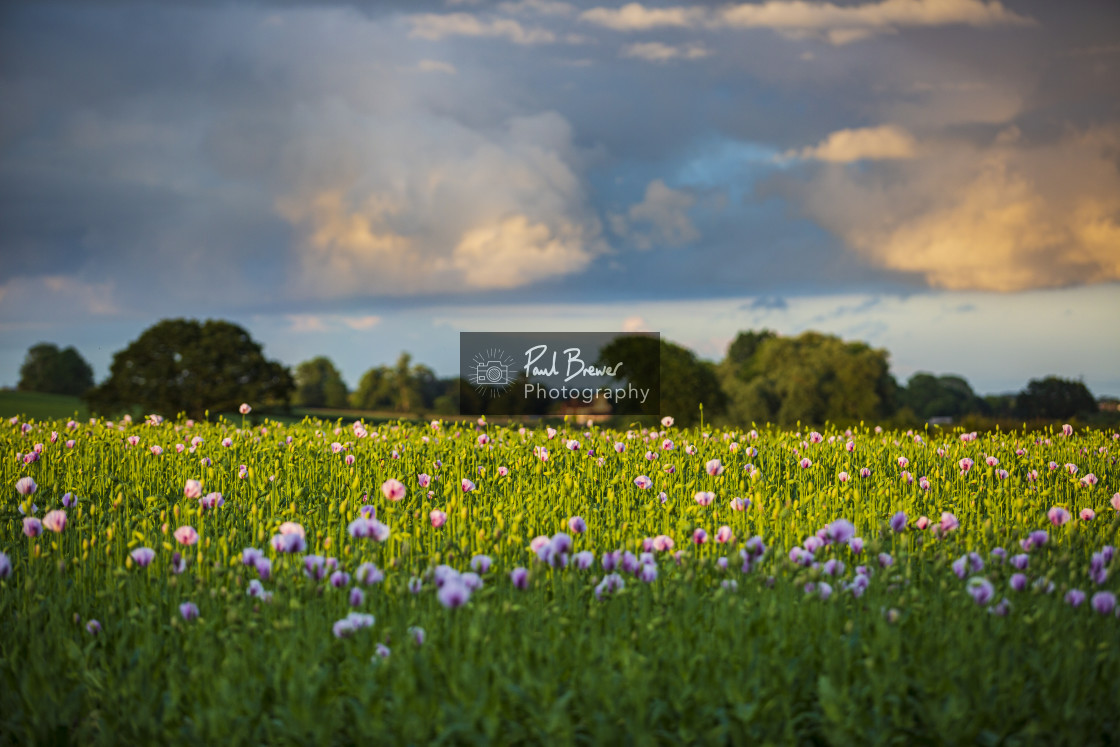 "Poppies in an East Dorset Field in June" stock image