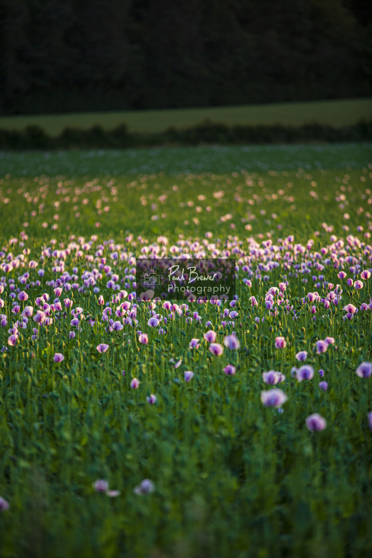 "Poppies in an East Dorset Field in June" stock image