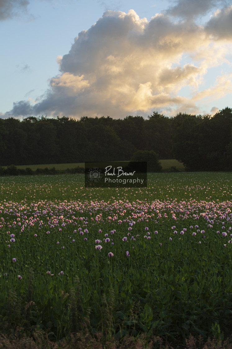 "Poppies in an East Dorset Field in June" stock image