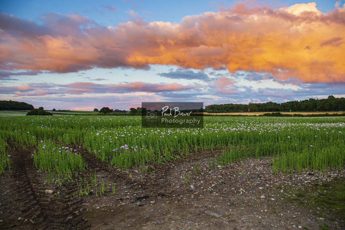 "Poppies in an East Dorset Field in June" stock image