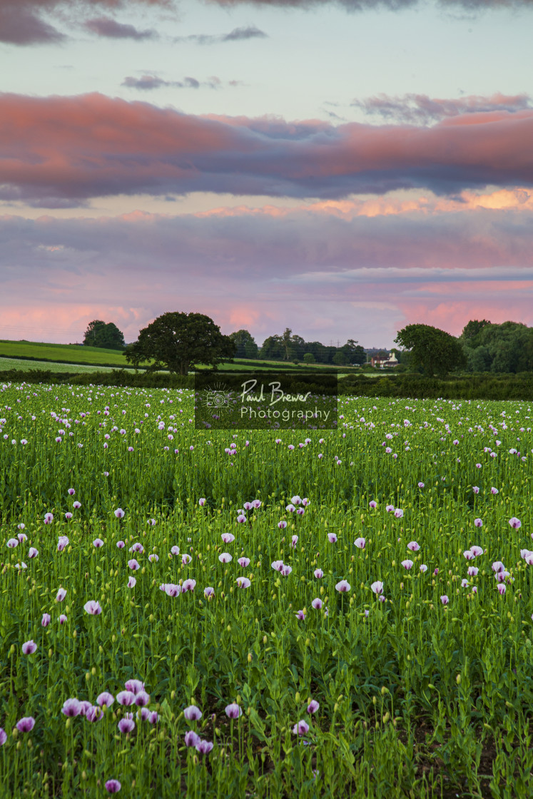 "Poppies in an East Dorset Field in June" stock image