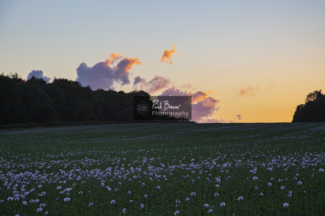 "Poppies in an East Dorset Field in June" stock image