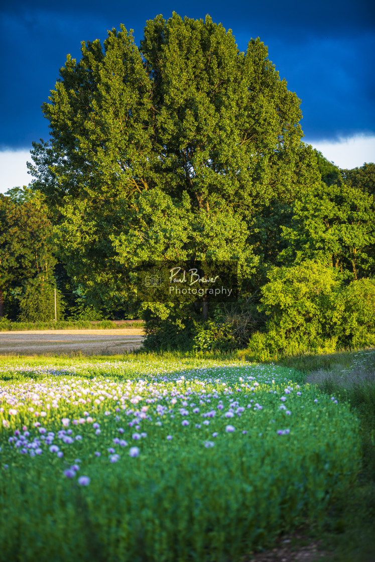 "Poppies in an East Dorset Field in June" stock image