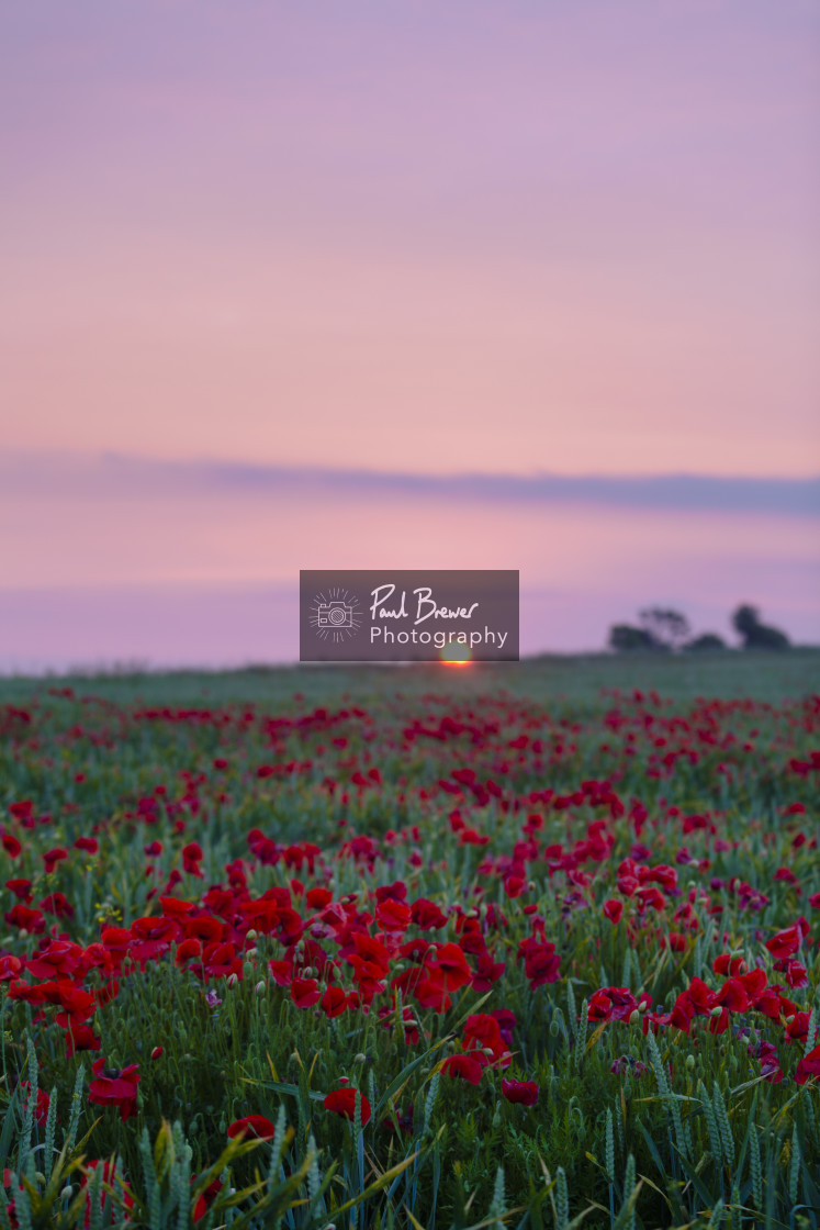 "Poppy Field just above Upwey near to Weymouth in Dorset" stock image