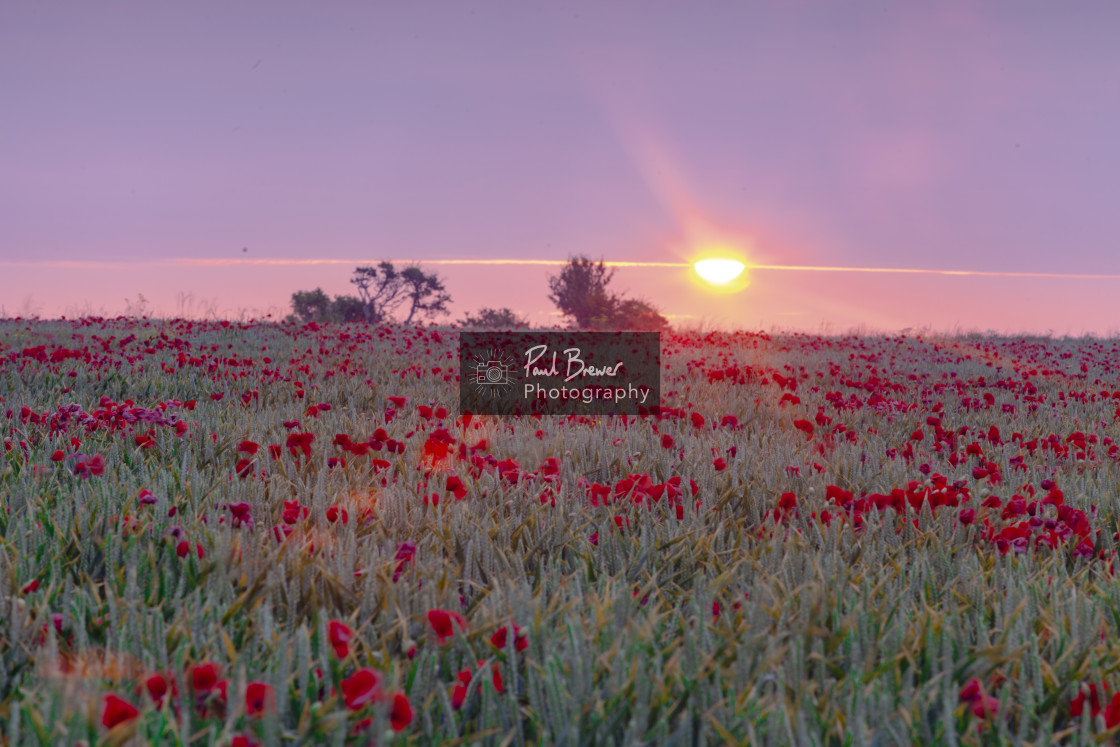 "Poppy Field just above Upwey near to Weymouth in Dorset" stock image