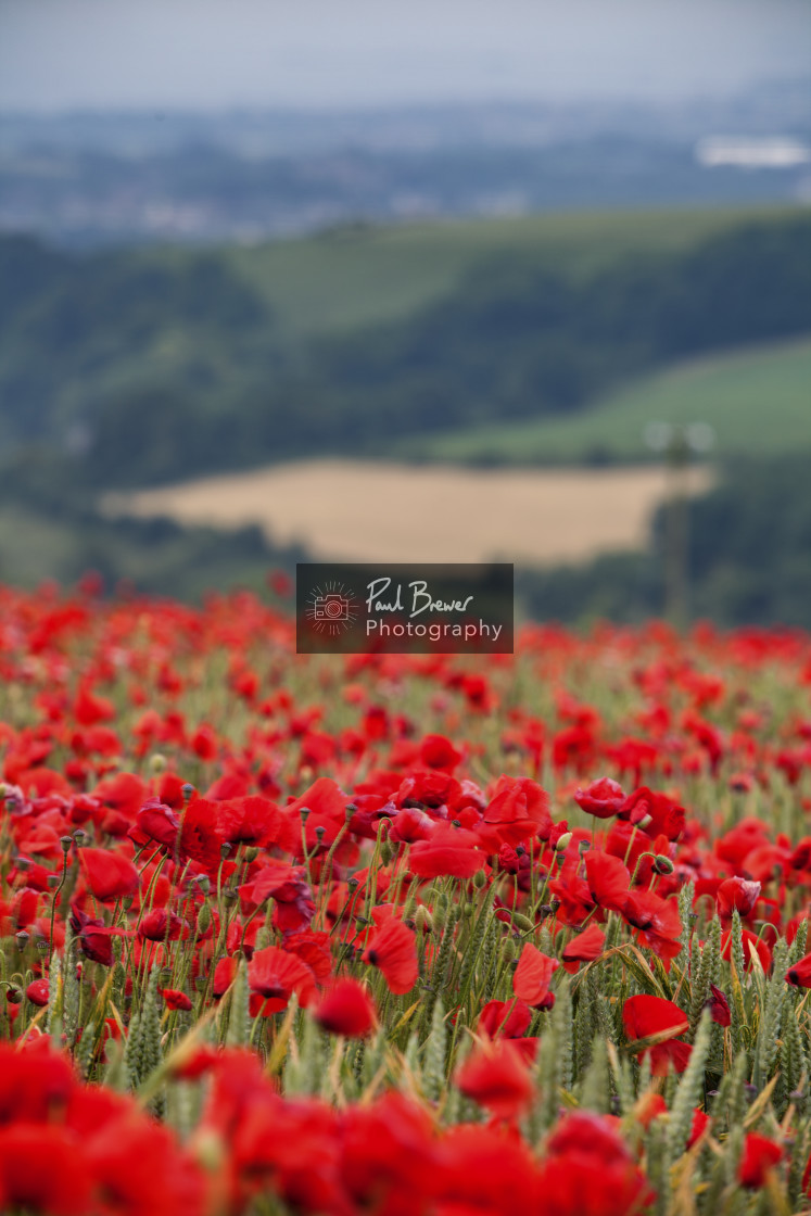 "Poppy Field just above Upwey near to Weymouth in Dorset" stock image