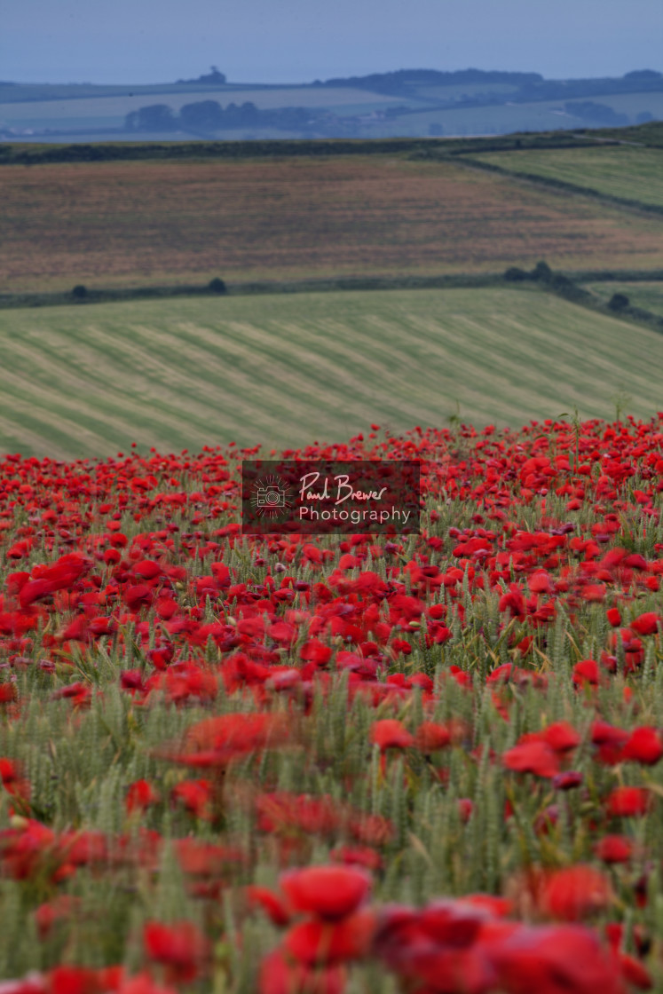 "Poppy Field just above Upwey near to Weymouth in Dorset" stock image