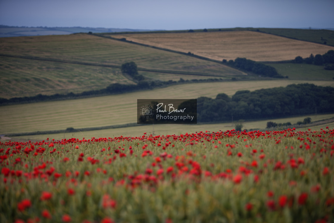 "Poppy Field just above Upwey near to Weymouth in Dorset" stock image