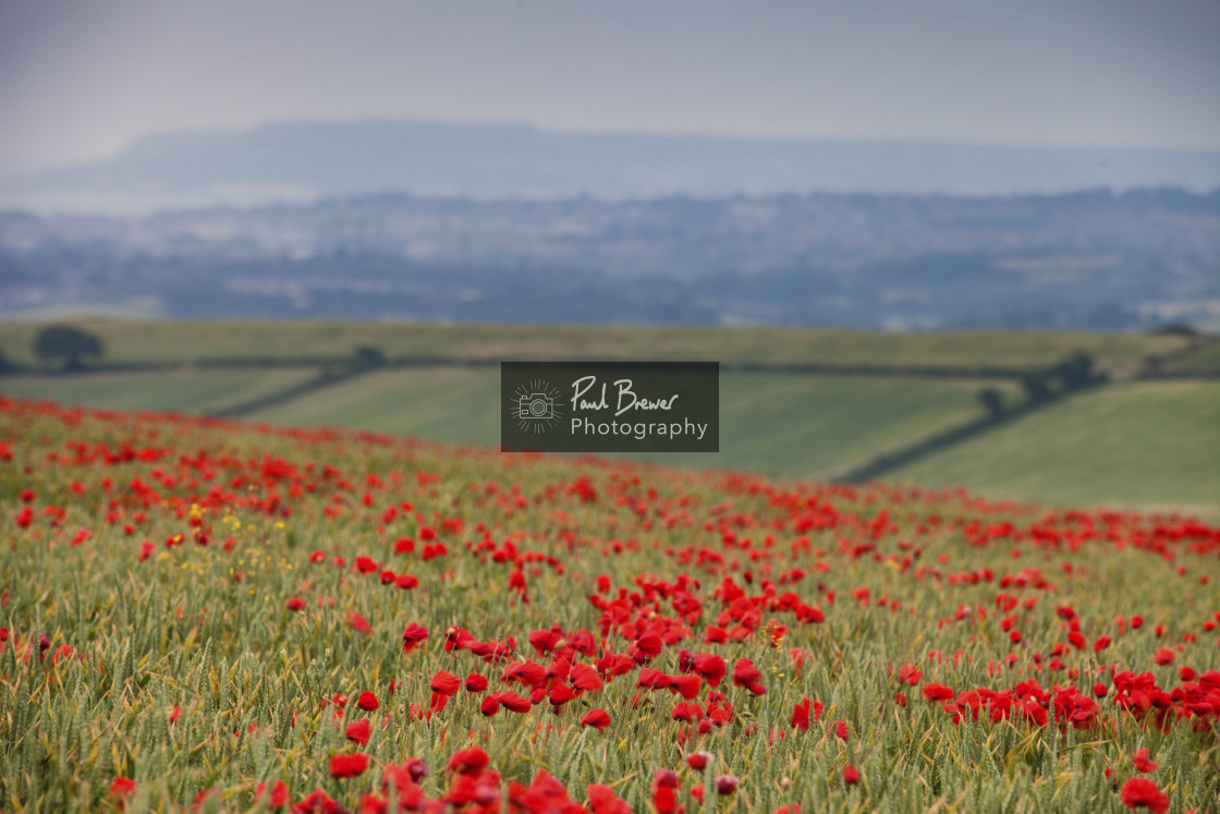 "Poppy Field just above Upwey near to Weymouth in Dorset" stock image