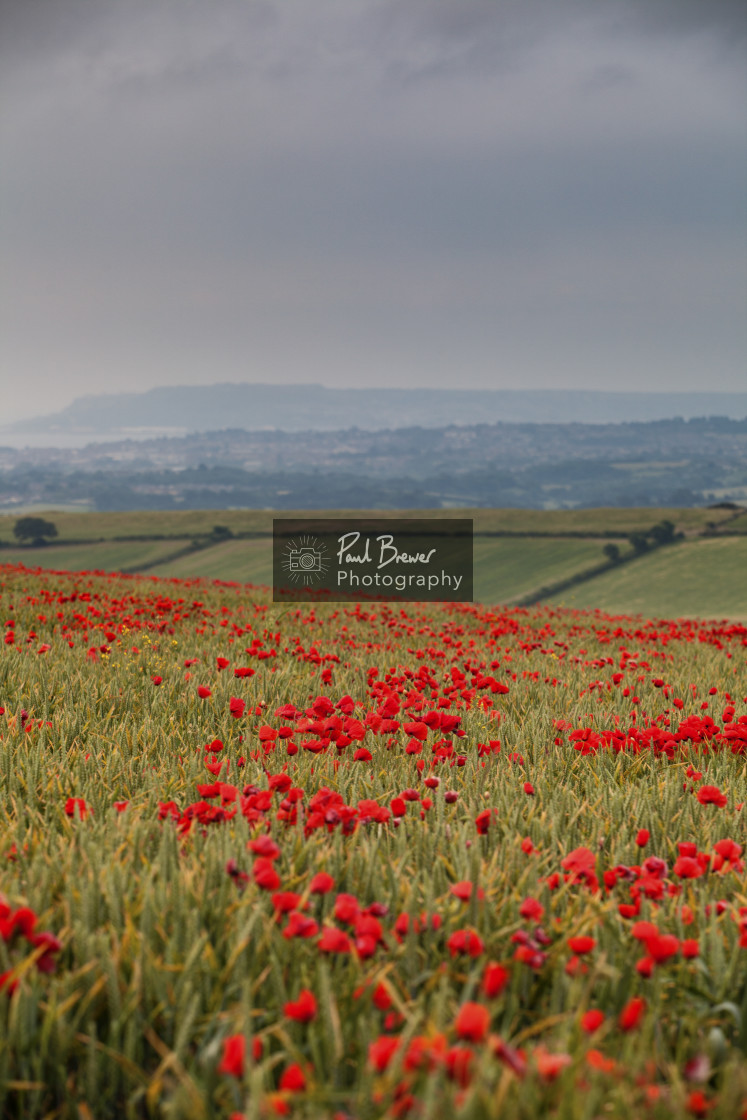 "Poppy Field just above Upwey near to Weymouth in Dorset" stock image