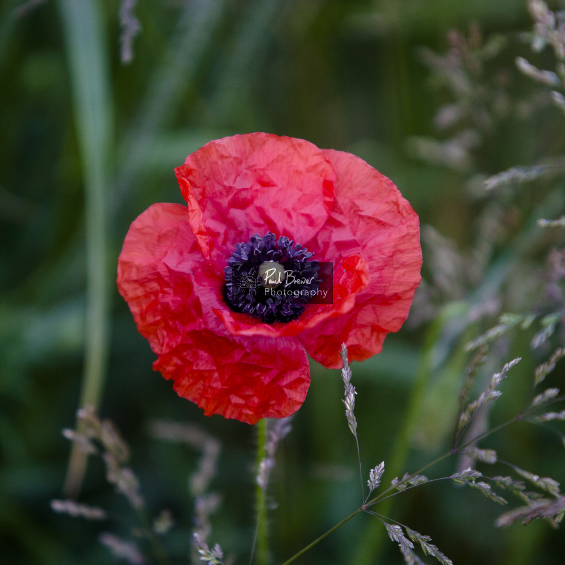 "Poppy Field just above Upwey near to Weymouth in Dorset" stock image