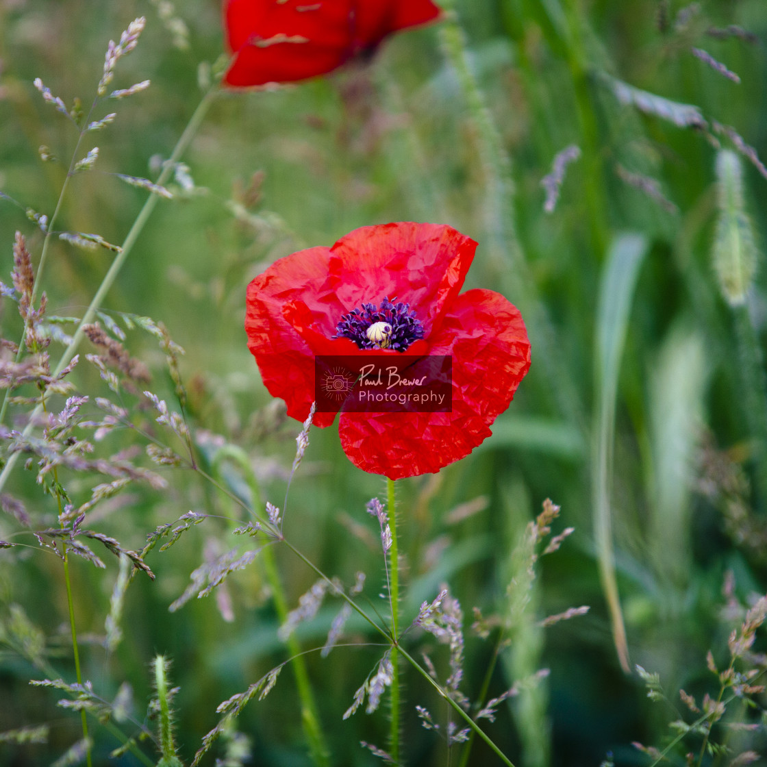 "Poppy Field just above Upwey near to Weymouth in Dorset" stock image