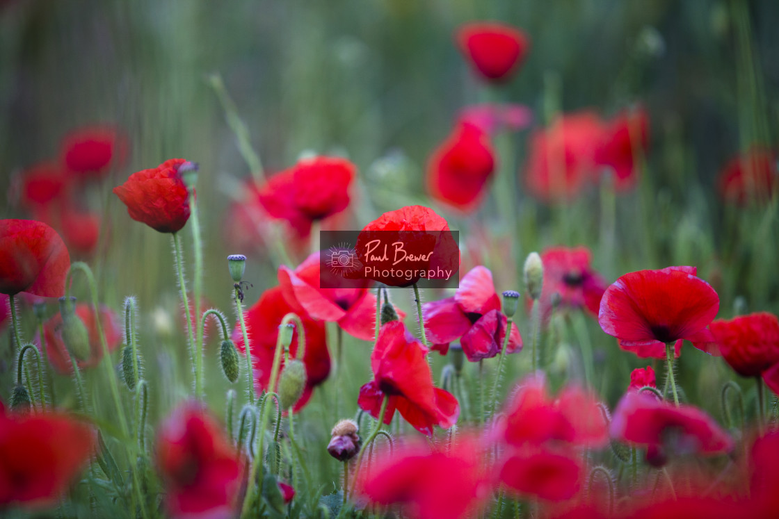 "Poppy Field just above Upwey near to Weymouth in Dorset" stock image