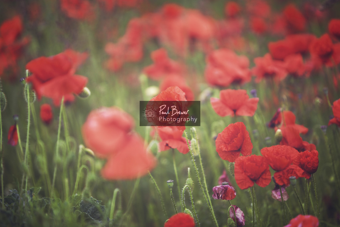 "Poppy Field just above Upwey near to Weymouth in Dorset" stock image