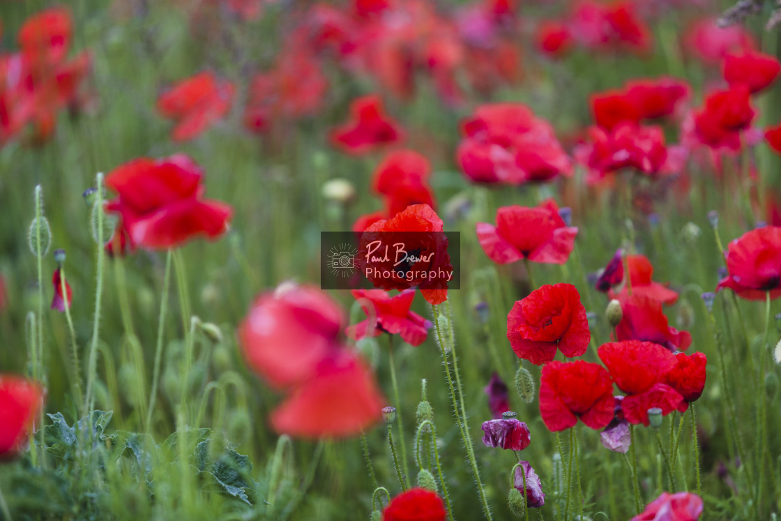 "Poppy Field just above Upwey near to Weymouth in Dorset" stock image