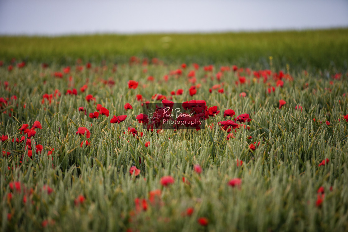 "Dorset" stock image