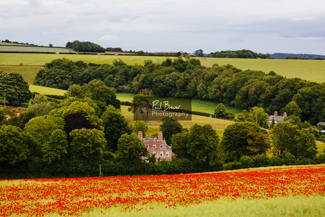 "Poppies near Dorchester in June" stock image