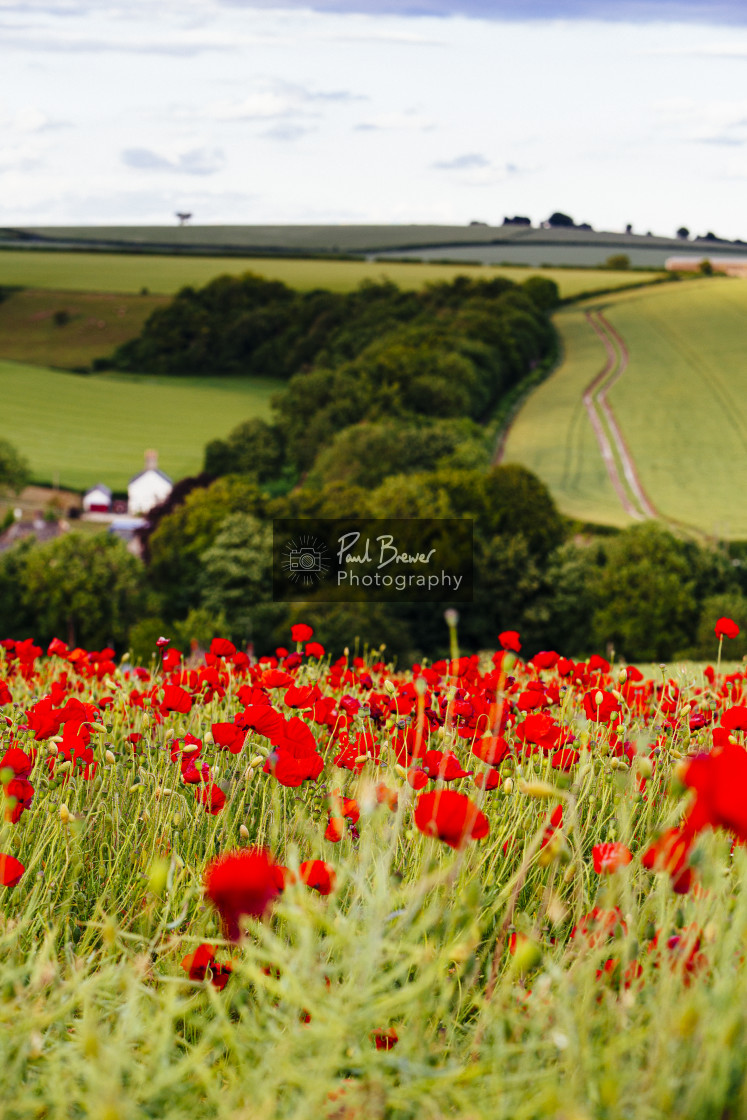 "Poppies near Dorchester in June" stock image